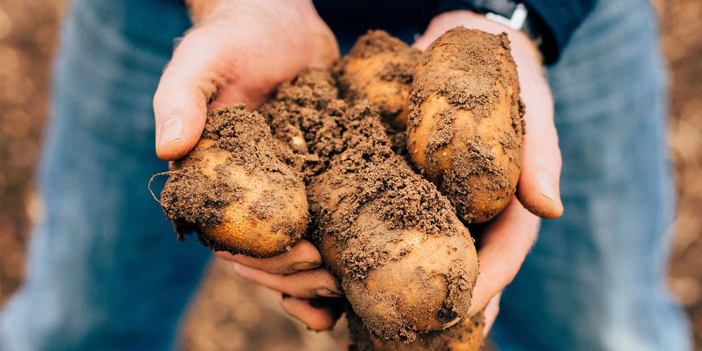 100% British potatoes held by Norfolk farmer